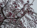 桜の蕾と雪景色